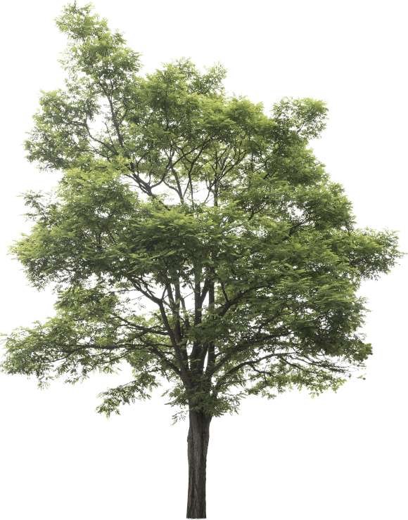 Robinia pseudoacacia robinietræ Robinia pseudoacacia robinietræ
