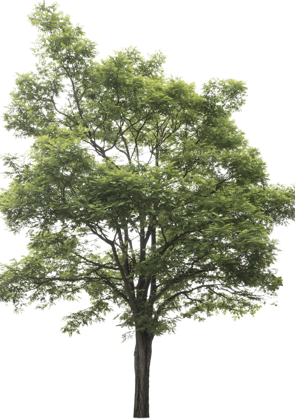 Robinia pseudoacacia robinietræ Robinia pseudoacacia robinietræ