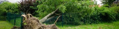 umgestürzer baum liegt auf zaun umgestürzer baum liegt auf zaun