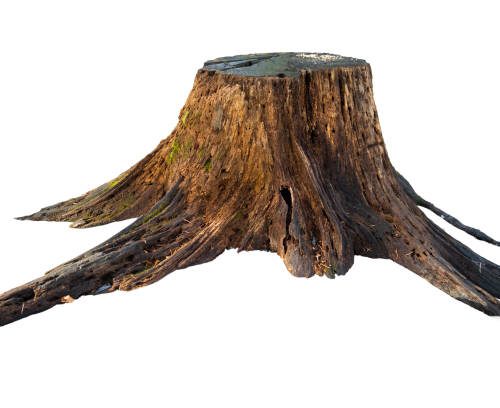 Old dry tree stump isolated on white background Old dry tree stump isolated on white background